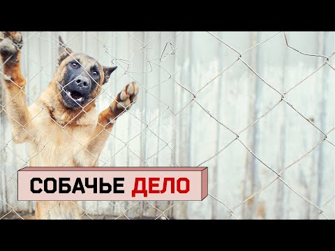 СОБАЧЬЕ ДЕЛО. Примет ли Дума новый закон о бездомных животных?