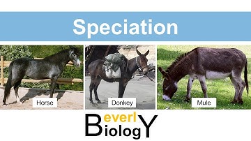 Species and Speciation (updated)