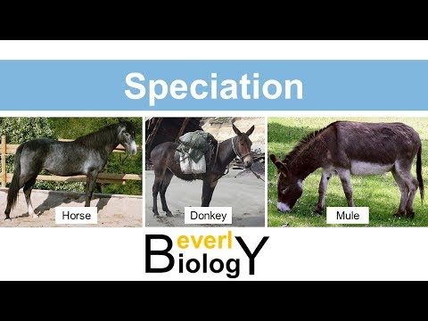 Video: În ce situație este cel mai probabil să apară speciația?