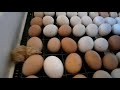 вывод цыплят в инкубаторе/ температурный режим в инкубаторе/птицеводство для начинающих/incubation