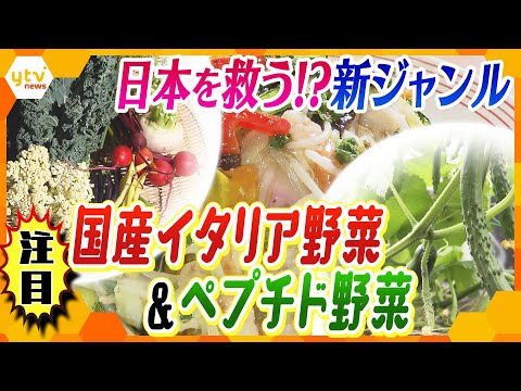 スタンリー・トゥッチ風！都会のベランダで楽しむイタリアンガーデンのコツ