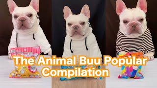 The Animal Buu Compilation | the most Fuuny collection99 #theanimalbuu #dogsofyoutube