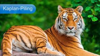 Kürtçe Öğren- Hayvanlar