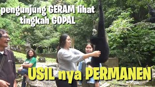 PENGUNJUNG GERAM lihat tingkah nya...