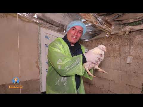 მე ვარ ფერმერი-თემა:მეფრინველეობა