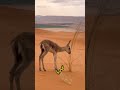 مدهش غزال الريم العربي من أجمل الحيوانات البرية في العالم Arabian Sand Gazelle مدهش غزال الريم العربي من أجمل الحيوانات البرية في العالم Arabian Sand Gazelle