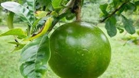 LUAR BIASA!! Inilah Manfaat dan Khasiat Buah Maja untuk Kesehatan