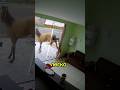 Почему закалённое стекло легко разбивается при падении?