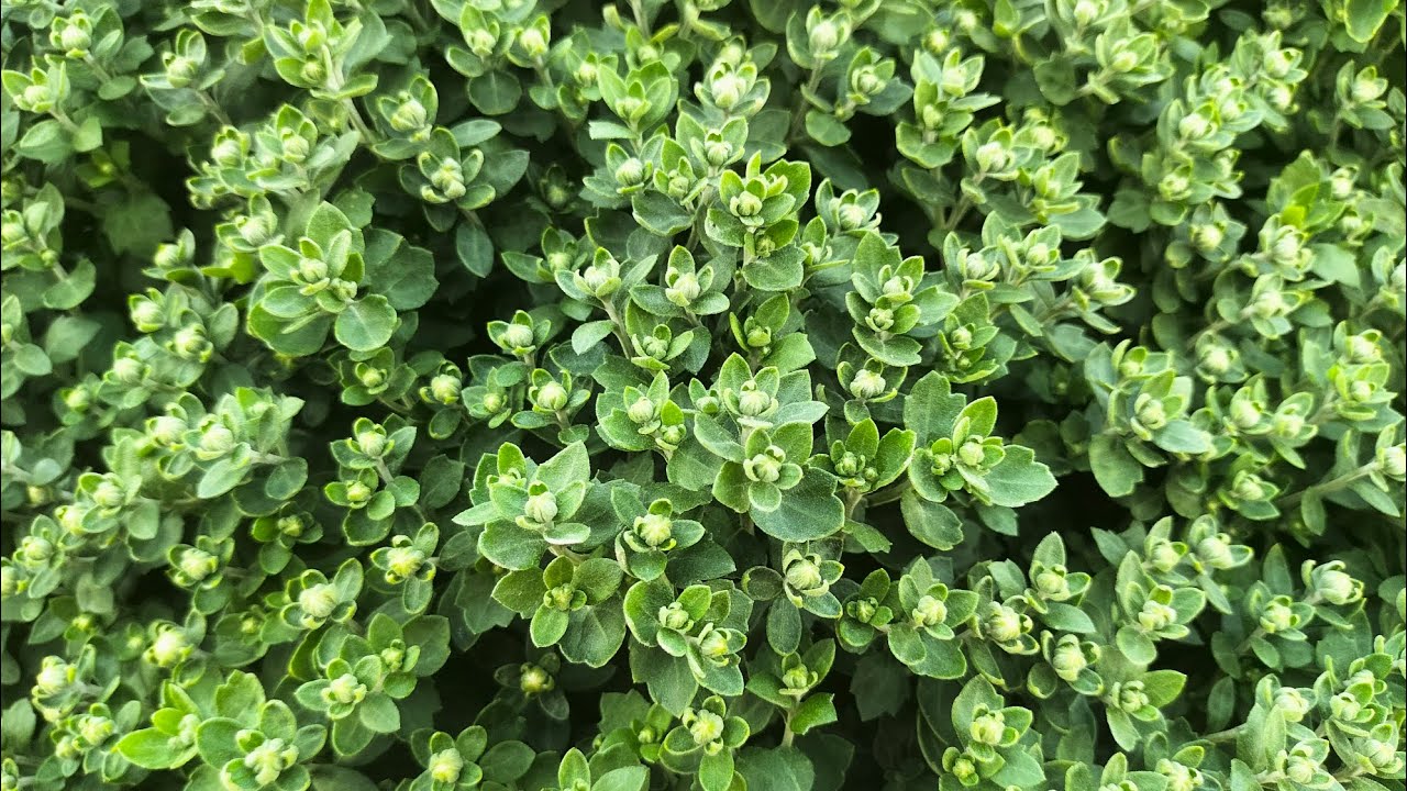 Tiếp tục tưới phân kềm cho cục mâm xôi(28/10al) #cucmamxoi #flowes #gardening #hoakiengbentre 