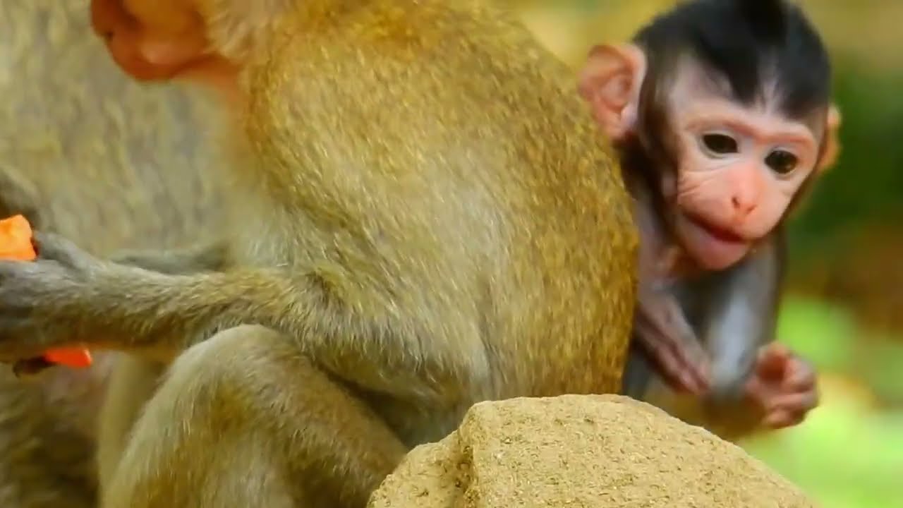 BiBi learns to climb a tall tree - YouTube