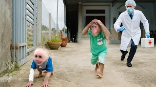 Download Lagu CUTIS Panicked as of His Mistake! Rushed to take Baby monkey doctor MP3 Download Lagu CUTIS Panicked as of His Mistake! Rushed to take Baby monkey doctor MP3