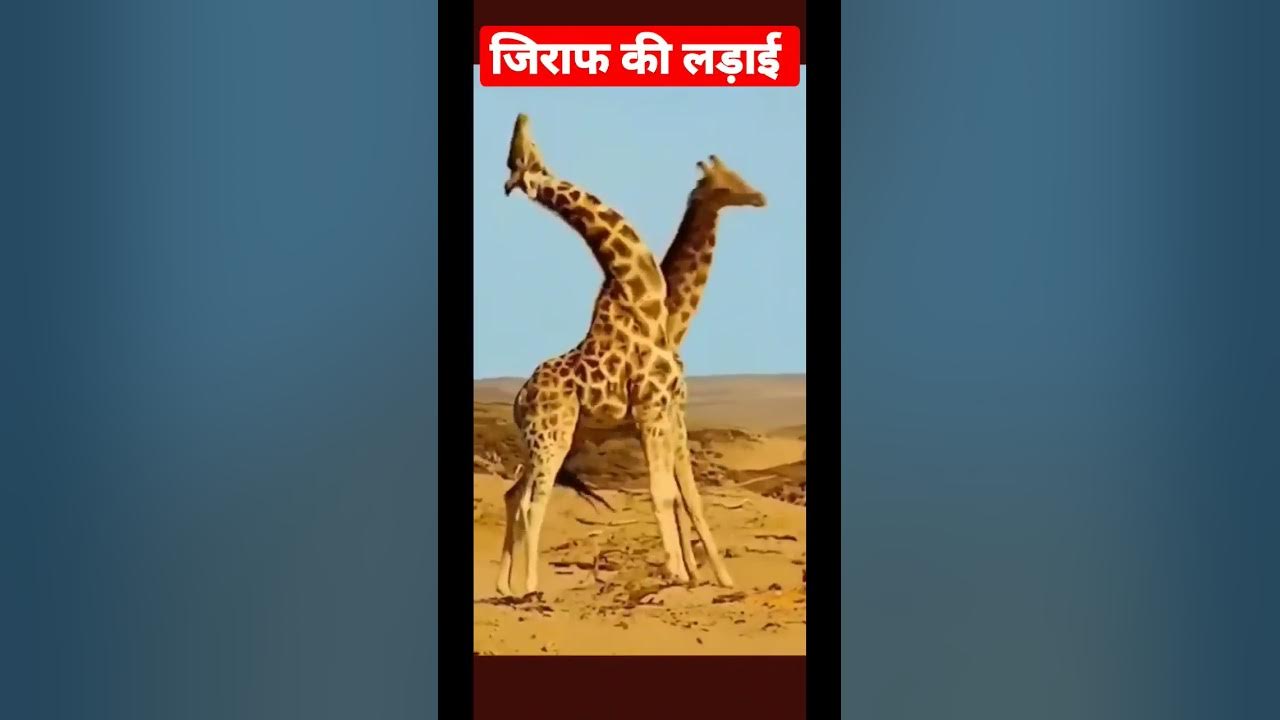 How Giraffe fights #shorts - YouTube
