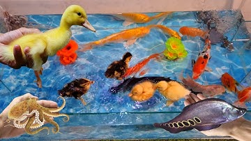 Hồ bơi cá cảnh tuyệt đẹp và những chú vịt dễ thương