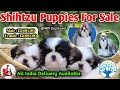 Shihtzu puppies for sale at ARM Dog Kennel