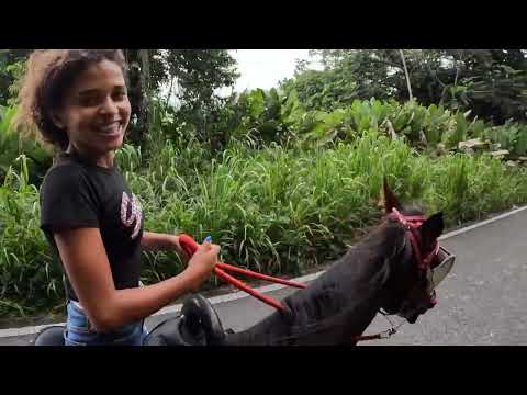 El Rain Forest Yunque En Persecusion