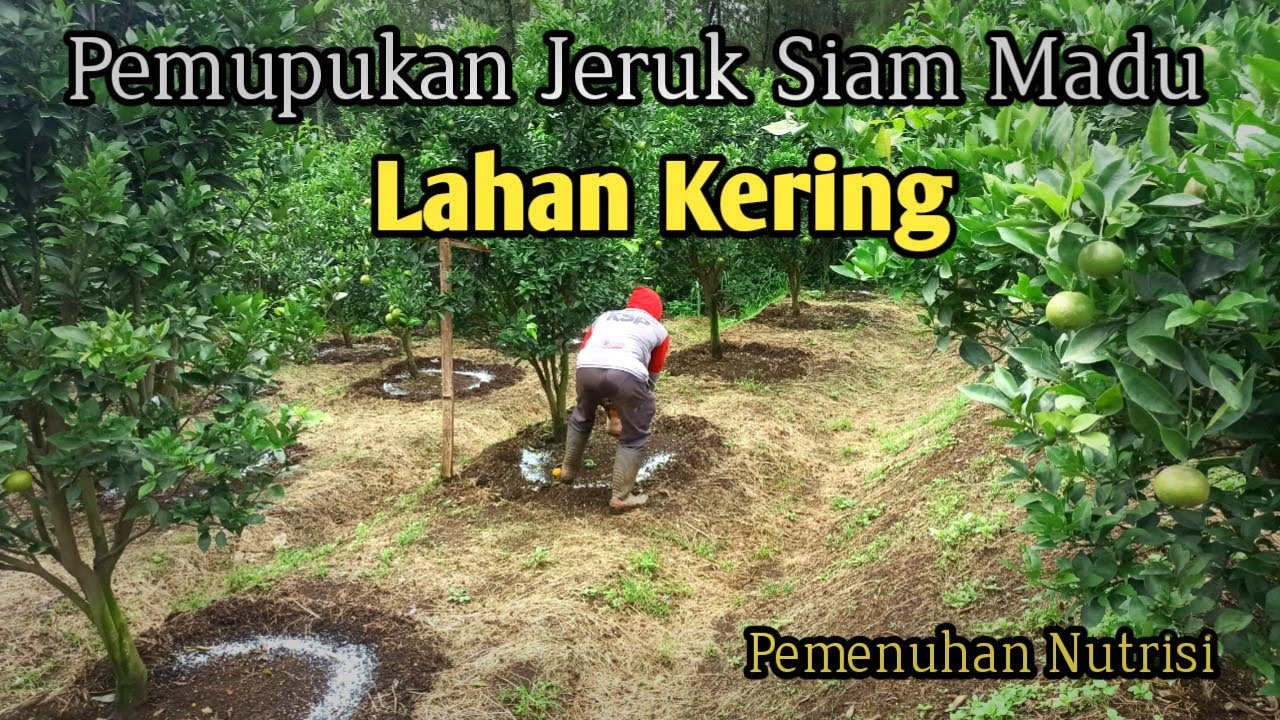 Pemupukan Jeruk Siam Madu ( Pemenuhan Nutrisi Tanaman )