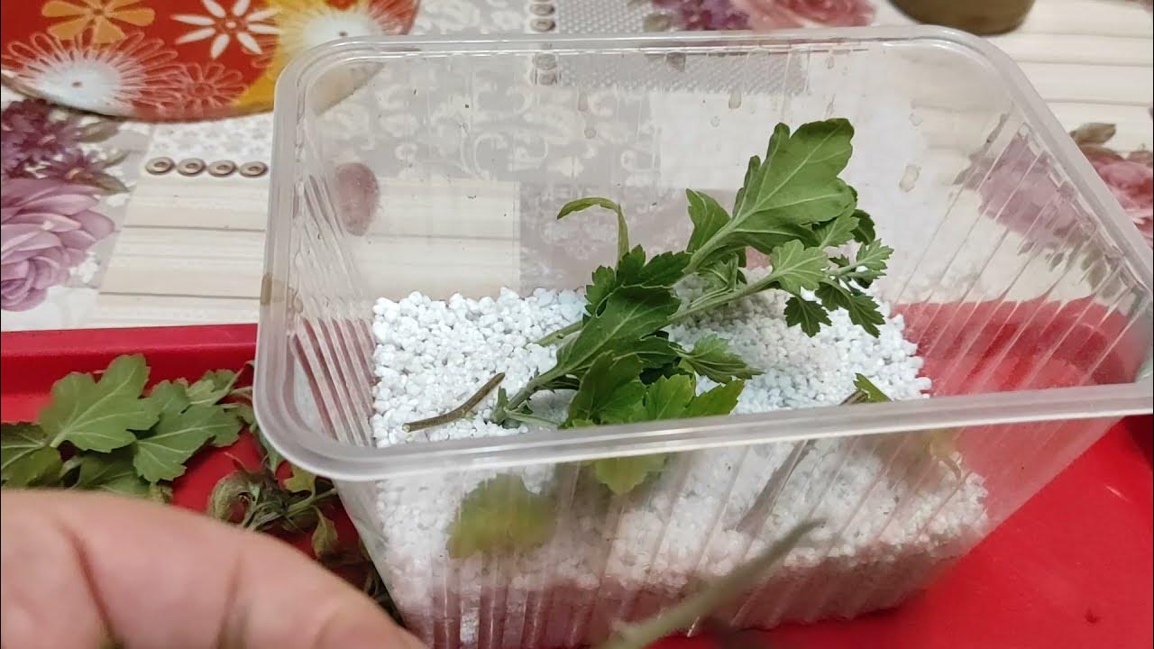 укоренить черенки хризантем. черенкование хризантем. хризантема из черенка в домашних условиях. как размножить хризантему в горшках. укороченные черенки хризантемы мультифлора.