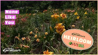 A Day with a Daylily Collector | Volunteer Gardener by Volunteer Gardener 1,087 views 5 months ago 7 minutes, 54 seconds