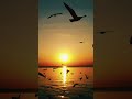 Seagull & Birds Flying during a warm summer sunset
