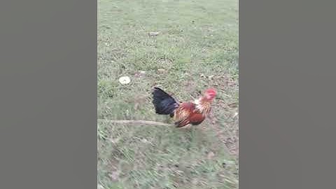 Saib Kuv Tus Qaib Tsaj Lij Qaib Mloog Lus