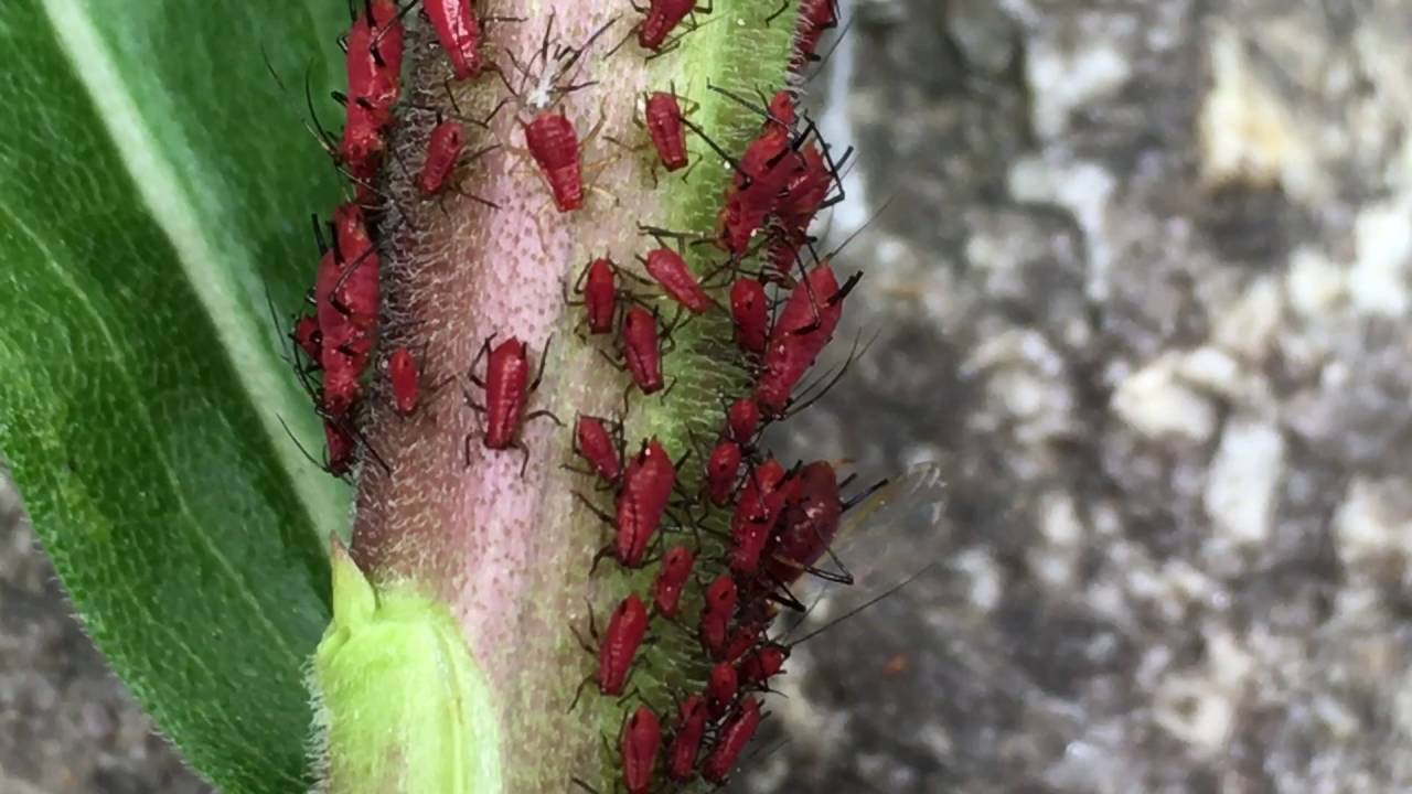 生き物 昆虫 グロ 閲覧注意 謎の赤い虫がいっぱい Youtube