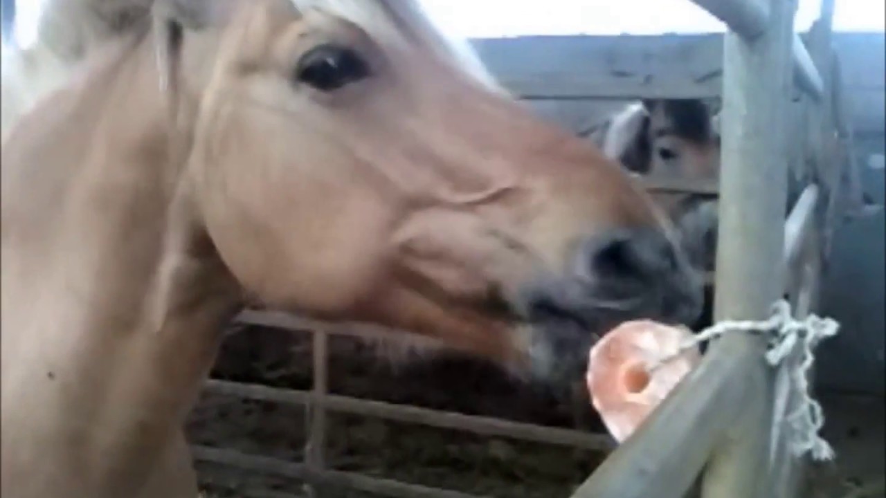 100 pure pink Himalayan salt lick for horses and other farm animals