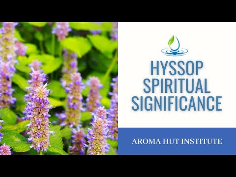 Video: Hyssop Thuốc Trong điều Kiện Phòng