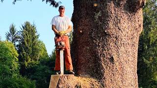 One Mistake and It’s Over: Trimming a Massive Tree