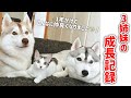 【一緒に暮らし始めて1年が経ちました…】公園に捨てられていた子猫とハスキー姉妹の仲良くなるまでの成長記録