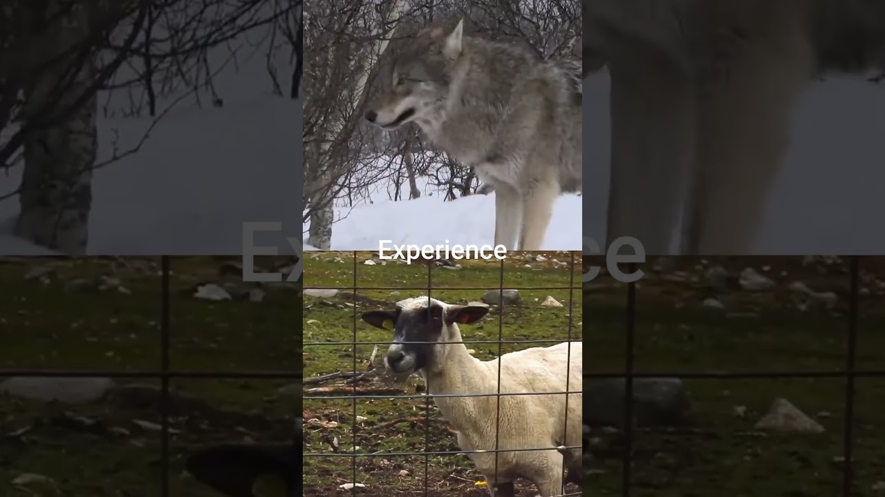 Wolf vs Sheep 