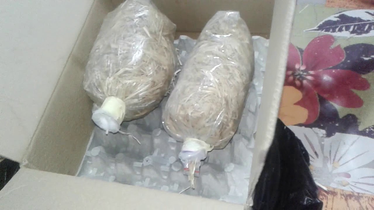 زراعة الفطر في الجزائر كرم الله