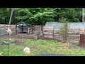Joyful play pony (Jingles) donkey (Tink)