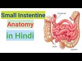 small intestine anatomy & physiology in hindi || functions || parts || layers in hindi