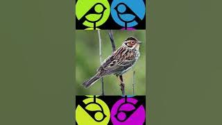 Emberiza pusilla