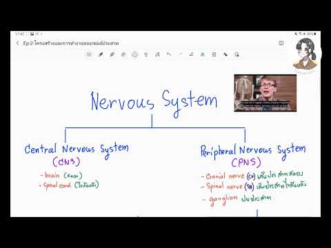 Bio5 ep3 ภาพรวมการทำงานของระบบประสาท