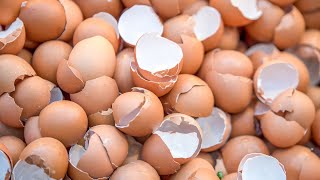 Why shouldn't you throw away egg shells? #thehowtoacademy #eggshellcraft