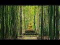 Buddha's Flute: Bamboo Forest