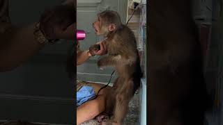 CUTIS doing tricks after taking a bath#cutis #animals #shorts #monkey