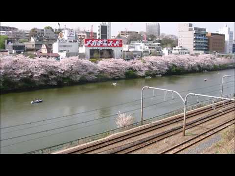 東京の桜 2004年 (平成16年) 
靖国神社・千鳥ヶ淵・外濠公園・北の丸公園・田安門