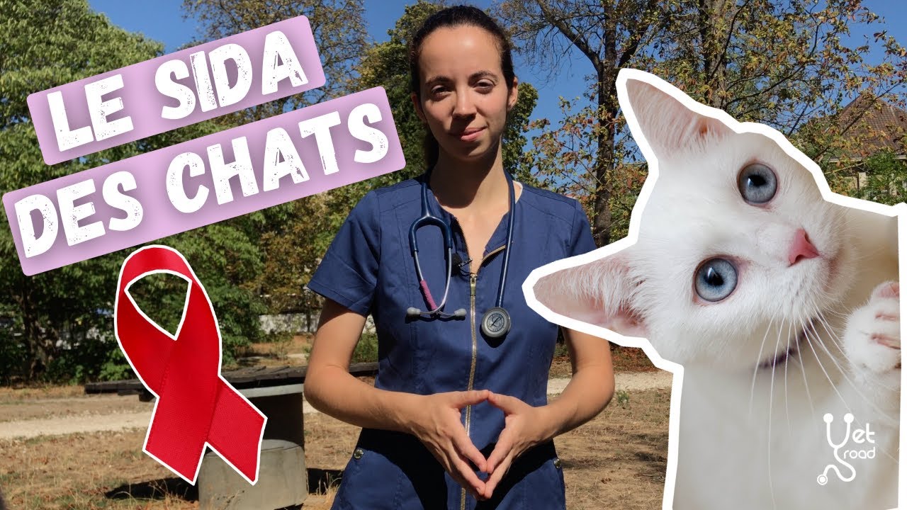 Le SIDA des chats : petit point sur le FIV