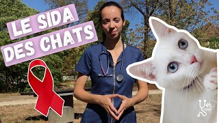 Le SIDA des chats : petit point sur le FIV