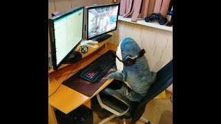цветы #paradise #dayzcheat
