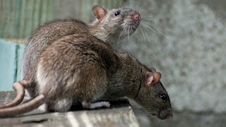 Air Rifle Hunting, Poultry Rats