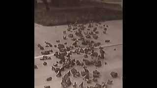 Whatsapp Durum Videosu Paramparça 2021