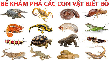 Dạy Bé Các Con Vật Bò / Trườn | Rùa, Rắn, Ốc Sên... | Song Ngữ Việt Anh | Bắp Nếp TV