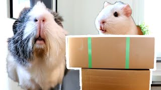 I Bought My Guinea Pigs Everything They Asked For