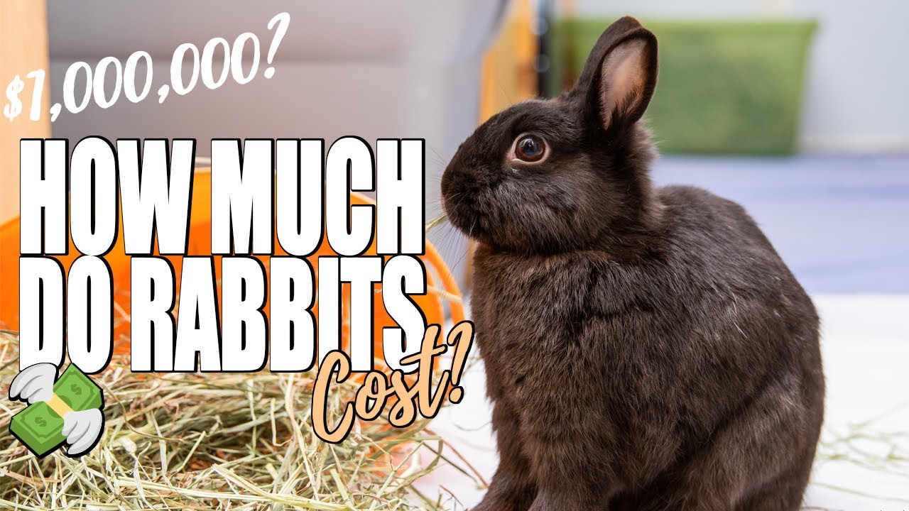 cost of keeping a rabbit