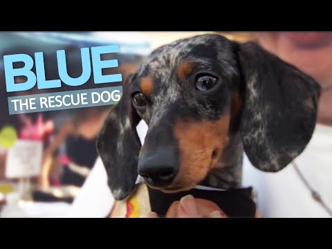 Video: „Texas Dachshund Rescue“didina priėmimus su maža pagalba iš fotografo