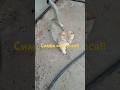 симба ушёл в поле когда гулял а сегодня пришел в дождь!! через 4 дня!! я так испугался за  него!!