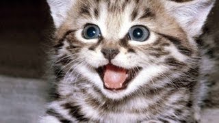 Adorable Kittens! (Cutest Kittens In The World)